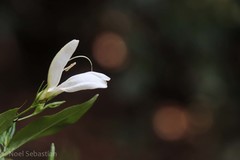 Diotacanthus albiflorus